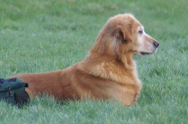 Dreamweaver Working Goldens The Girls Ginny